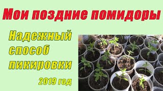 Надежный способ пикировки моих поздних помидоров.«Моськи» подрастают)). 2019год