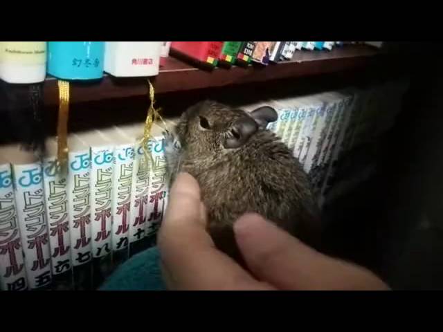 デグーが俺の漫画を破壊する Youtube デグーが俺の漫画を破壊する Youtube