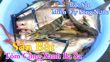 Săn Bắt Tôm Càng Xanh Ba Sa Câu Mồi Độc Lạ Đặc Sản Miền Tây Sông Nước / Kiềm Rapper
