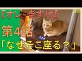 猫よ、なぜそこに入る？小心者な冒険家は変な所が好き　[Cat, why are you in there? A little-minded adventurer likes crazy places]