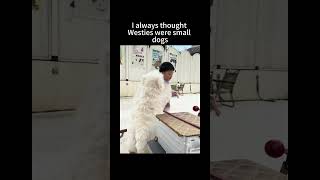 I Always Thought Westies Were Small Dogs