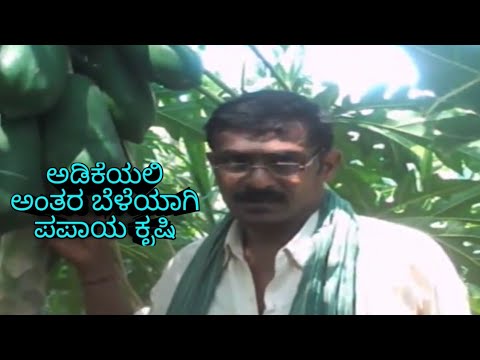 Areca Nut Harvesting System