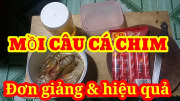 Mồi câu cá chim hồ dịch vụ đơn giảng và hiệu quả cao|CHUNG ĐEN Channel