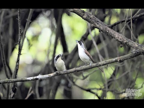 Video: Shrike - tiếng kêu chói tai thông thường. Mô tả, tính năng