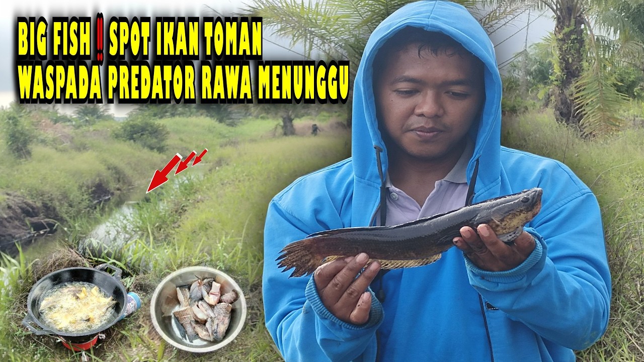 🍃BIG FISH‼️SPOT IKAN BUJUK WASPADA PREDATOR RAWA MENUNGGU #tranding #fishing #viral