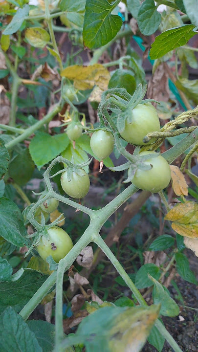 UPDATE TANAMAN TOMAT #tomat #tomato