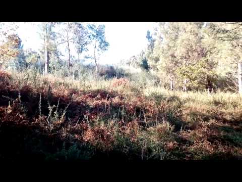 Terreno de Pinhal, Vila Fonche, Arcos de Valdevez