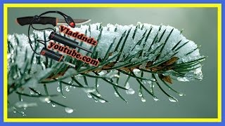 Сосновый чай (как приготовить) Сосновый чай (как приготовить)