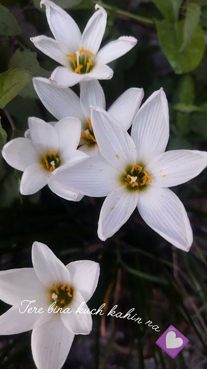 O Sathi Re | #trending #viral #90shindisongs #amitabhbachchan #oldsong  #hindisong #kishorekumar