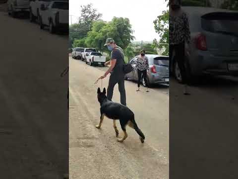 Video: Cómo evitar que tu perro tire de la correa