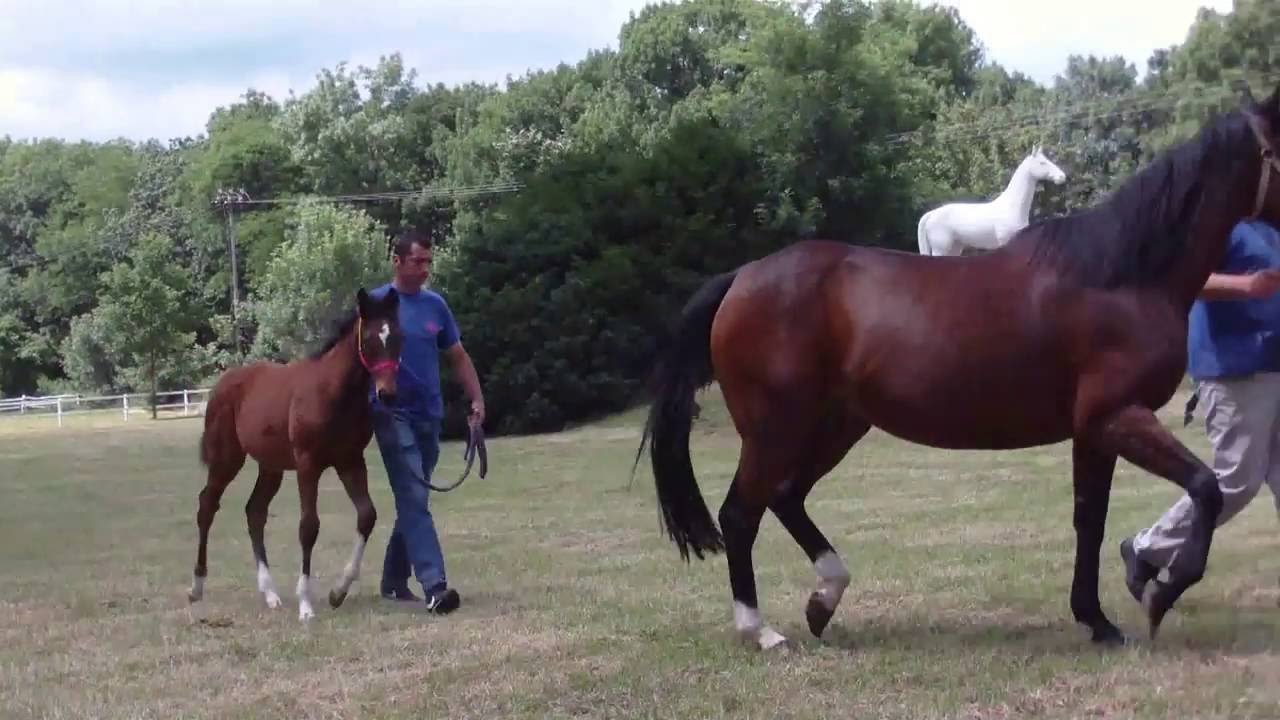 KUMOVANJE - ERGELA LJUBIČEVO.