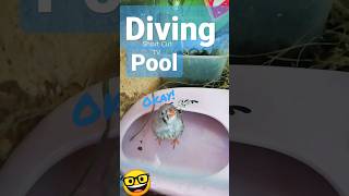 Big Splash Diving Pool