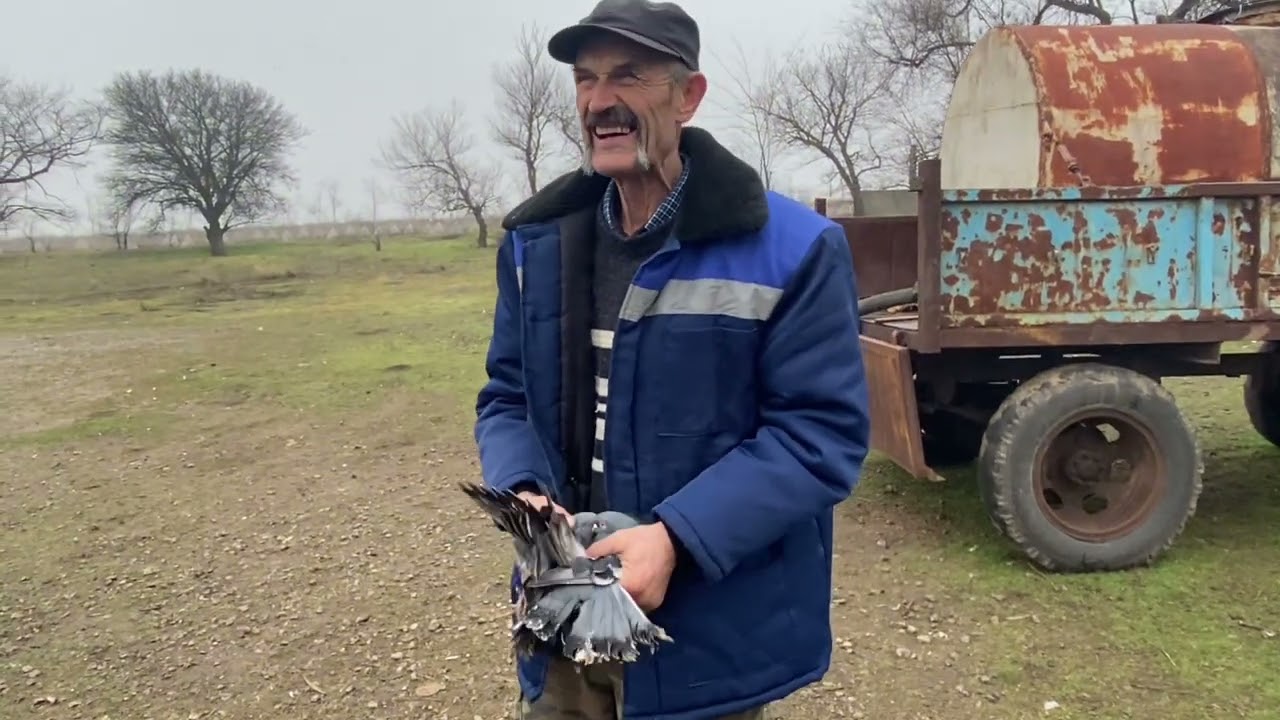 Погода пасмурная, по этому мы не смотря на погоду радуем вас новым видео, работой голубей
