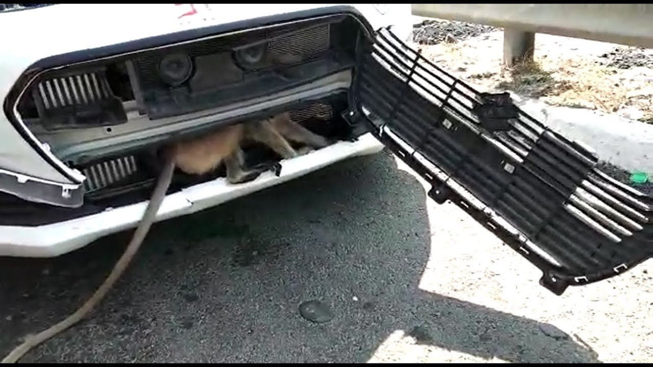Watch: Langur stuck in hood of car rescued, escapes unharmed Watch: Langur stuck in hood of car rescued, escapes unharmed