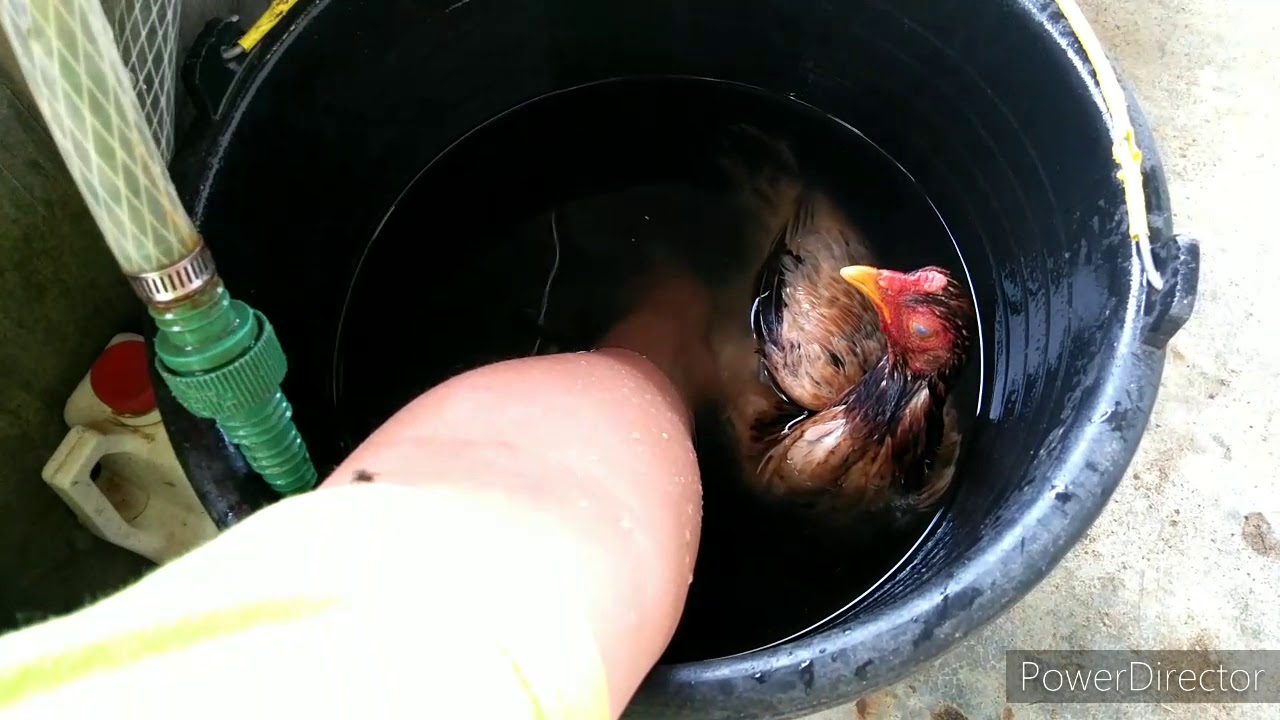 CARA MEMBUAT INDUK AYAM KEMBALI BERPRODUKSI (BERTELUR) SETELAH MENGERAM