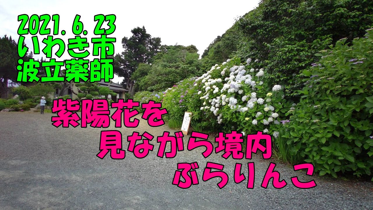 2021.6.23波立薬師紫陽花見頃 YouTube
