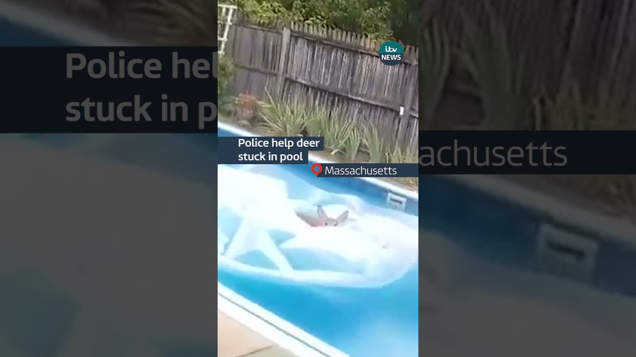 Police help deer stuck in pool 🦌 
