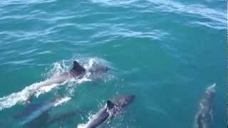 Dolphins off Dana Point