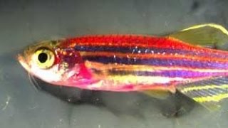 Fish With Rainbow-Colored Cells Shows Scientists How Skin Heals Itself - Newsy