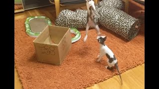Cornish Rex Kittens Playing & Jumping by Boska Cornish Rex 617 views 2 years ago 17 seconds