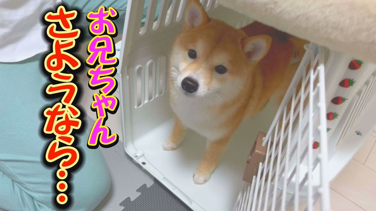 A puppy separated from his beloved older brothers - YouTube