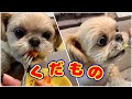 【犬 果物】食後のフルーツいただきます！ チワワ×シーズー