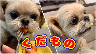 【犬 果物】食後のフルーツいただきます！ チワワ×シーズー