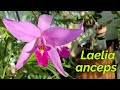 Laelia anceps. Очередное домашнее задание.