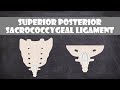 Superior Posterior Sacrococcygeal Ligament | Anatomy