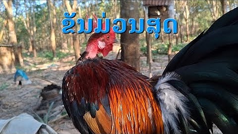 Saib qaib suab qua zoo |ມັກສຽງຂັນສຸດເລີຍ