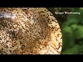 Woodturning - The Wormy Myrtle Bowl