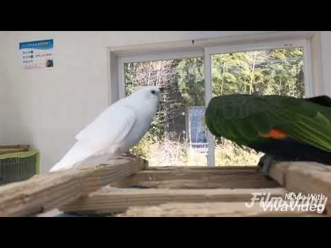 オカメインコとキソデボウシインコの仲良しコンビ