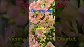 Beethoven String Quartet No.6 Op.18-6 2nd Mov.(Vienna Musikverein Quartet)
