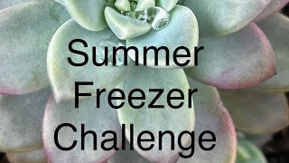 Summer Freezer & Pantry Challenge