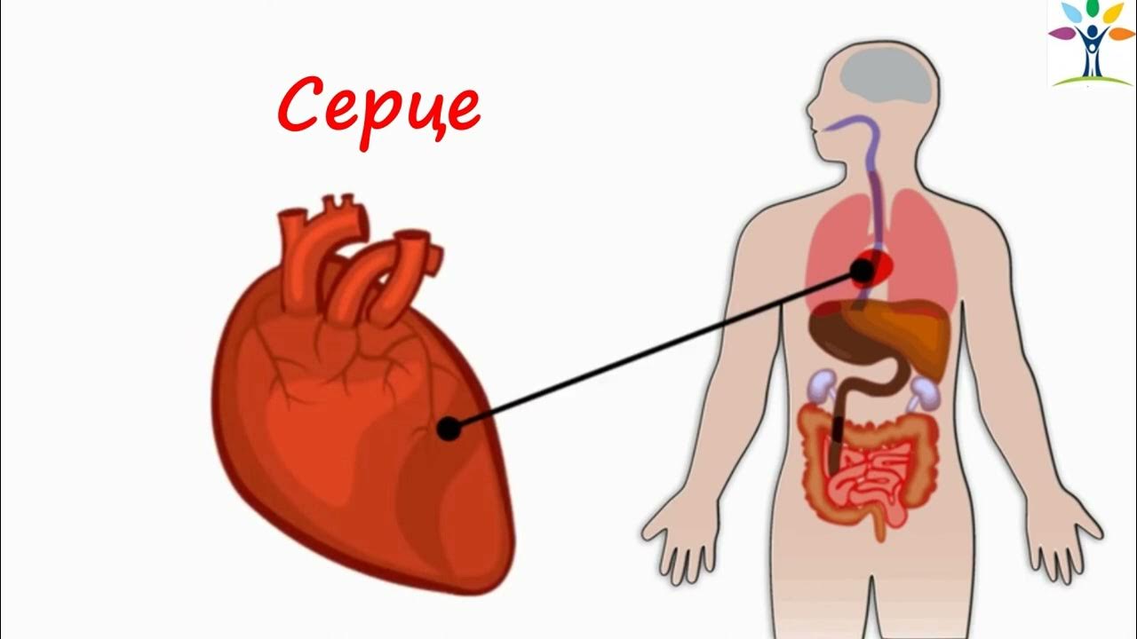 Старша група Б Органи тіла Природа - YouTube