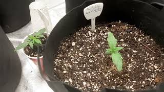 Garden update ; Mephisto , Tastebuds , Sweet Seeds , Ethos , Fast buds , Humboldt, Elev8 !!!