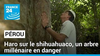Pérou : haro sur le shihuahuaco, un arbre millénaire en danger ...