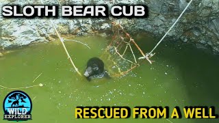 Sloth Bear Cub rescued