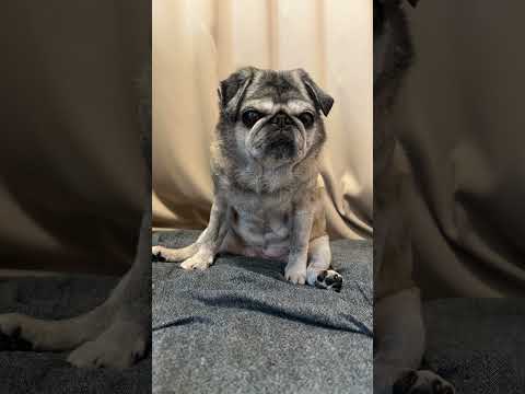 Pug Maria.10:39