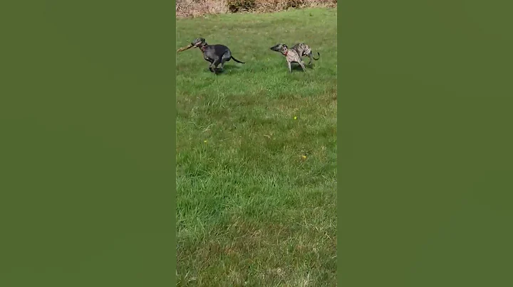 Archie the whippet can't get that stick #shorts