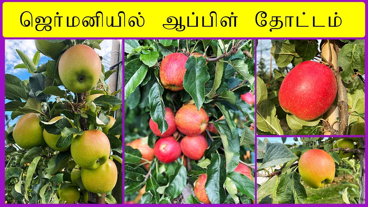 ஜெர்மனியில் ஆப்பிள் தோட்டம் | Apple farm in Germany | TMTN | My JDRR