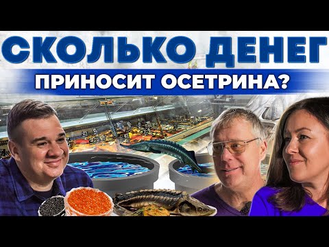 Заработок на чёрной икре | Рыбная ферма с нуля | как заработать на осетрине? Андрей Даниленко