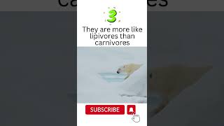 #4 #polar #bear #facts #shorts #wildlife #animals #nature #snow #babybear #polarareas