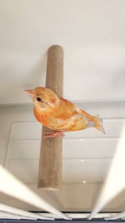 red siskin pastel paud
