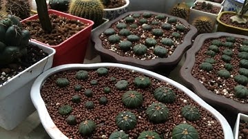 Ghé Thăm Vườn Xương Rồng Đẹp Nhất Xứ Huế Có Gì Lạ