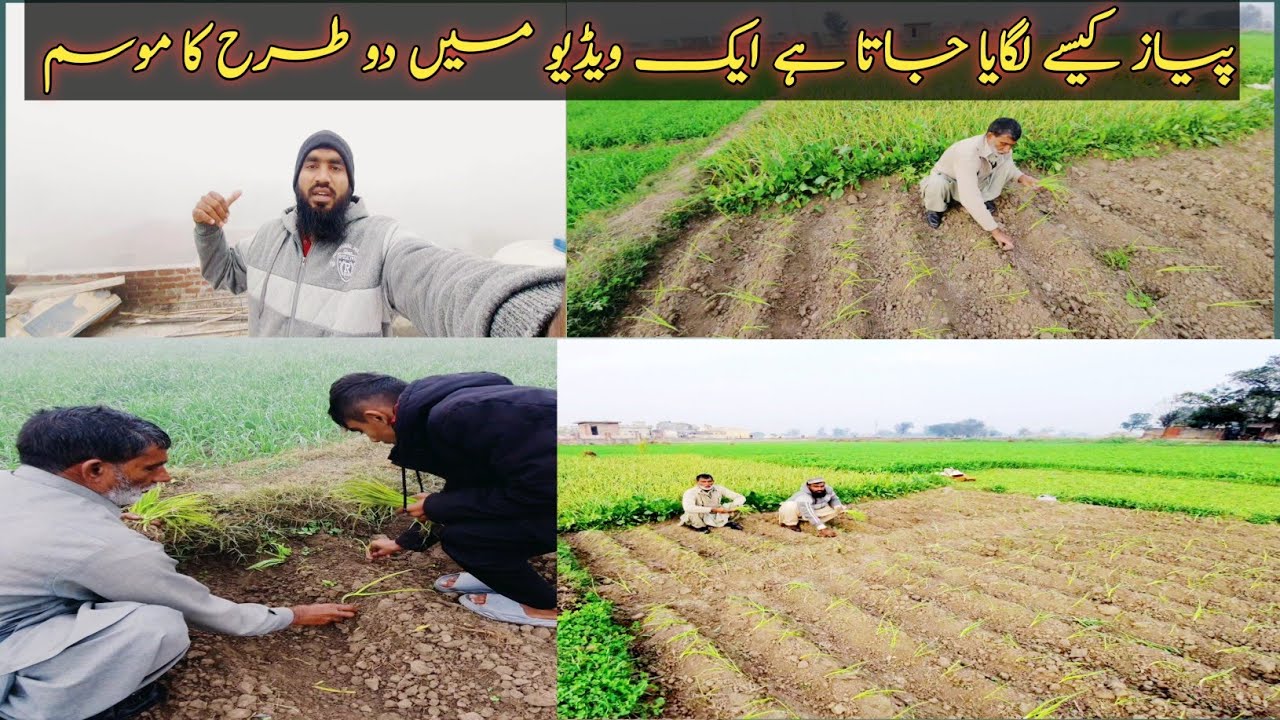 Adanan Rajput piayaz kaisay lagaya jata h or |Adnan Rajput Sulehria |How are onions ...