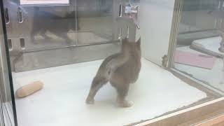 No.35819 柴犬 7月8日撮影