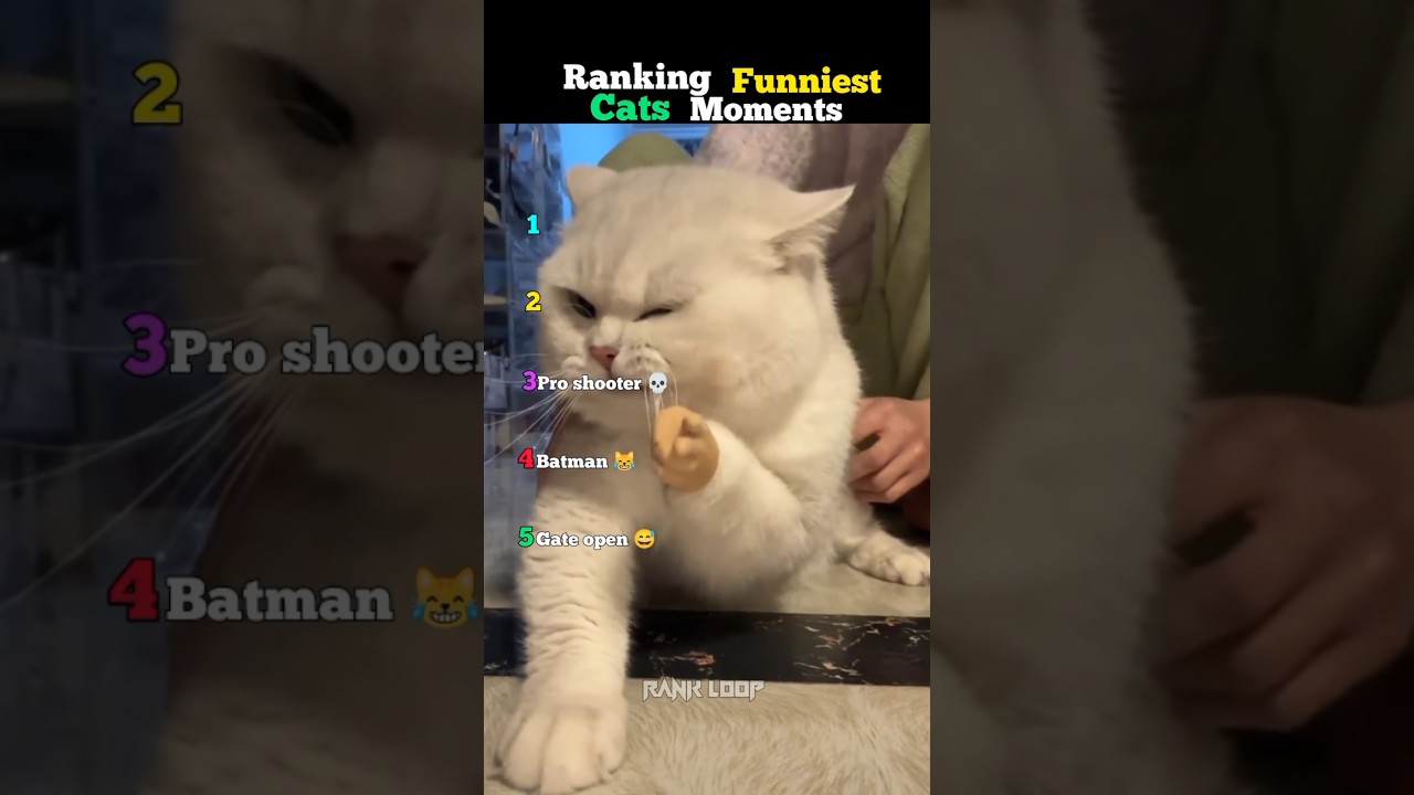 Ranking Funniest Cats Moments 😂