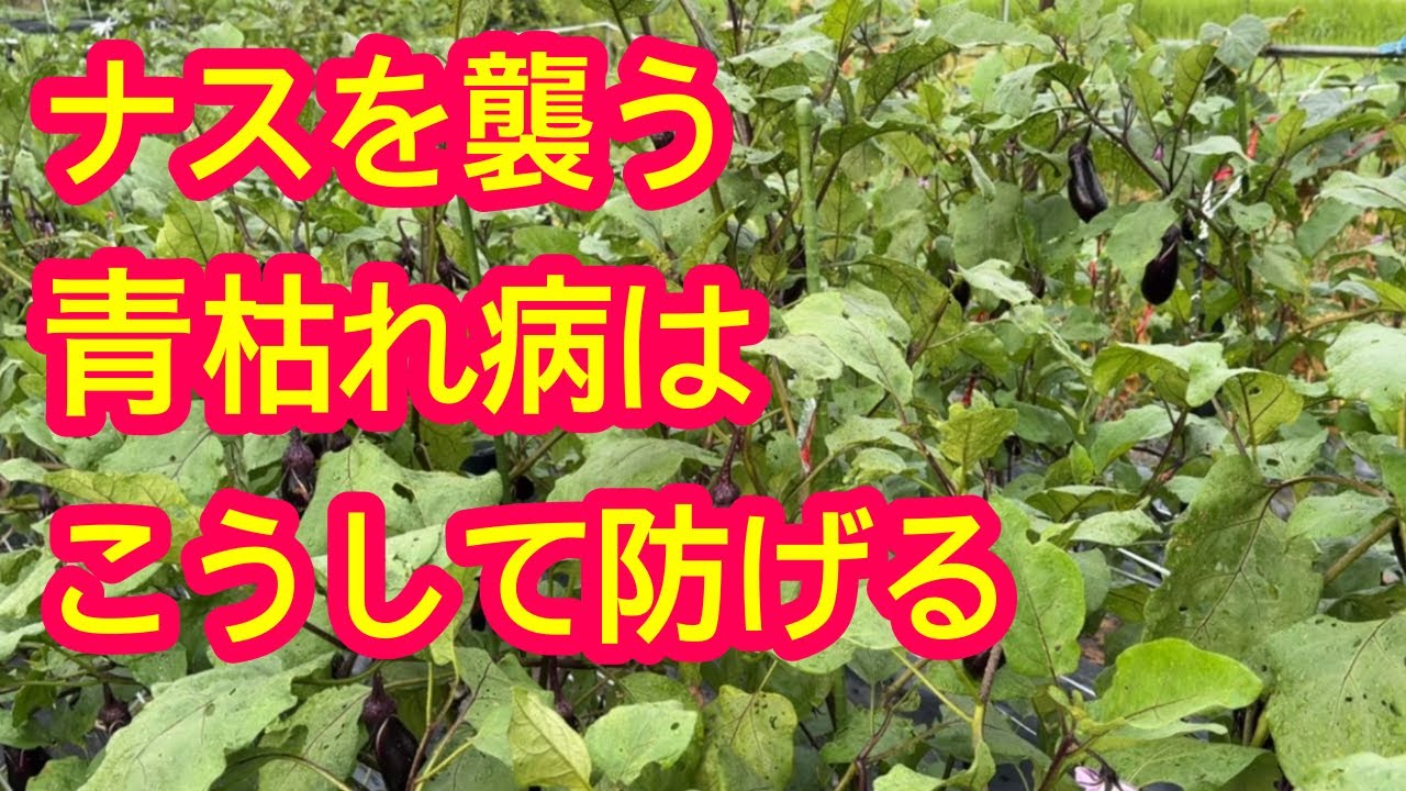 Eggplant] Here's how to prevent the dreaded bacterial wilt