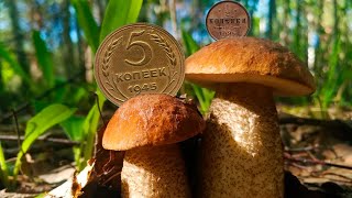 Тихая охота, на грибах ростут... коп монет 2023